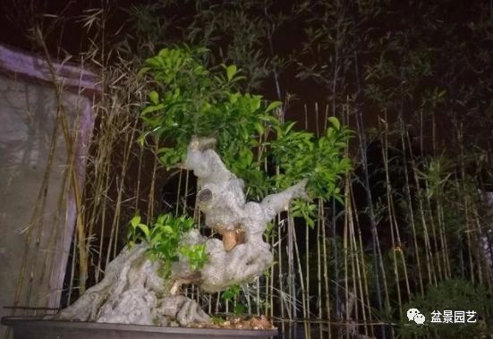 图解 老桩盆景枝条怎样调整角度技巧