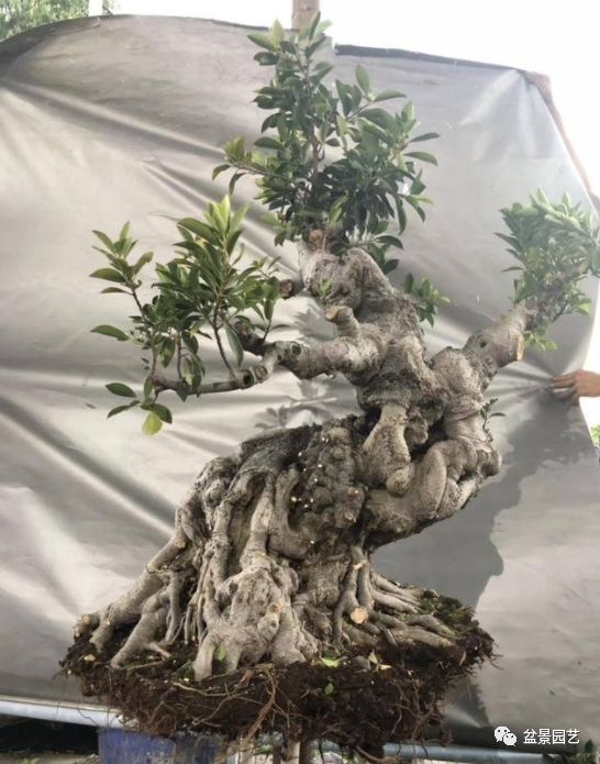 图解 老桩盆景枝条怎样调整角度技巧