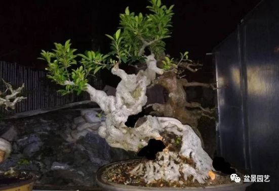 图解 老桩盆景枝条怎样调整角度技巧