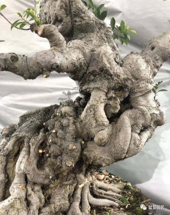 图解 老桩盆景枝条怎样调整角度技巧