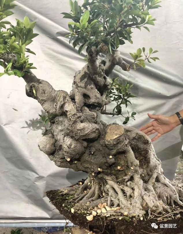 图解 老桩盆景枝条怎样调整角度技巧