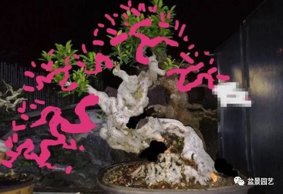 图解 老桩盆景枝条怎样调整角度技巧