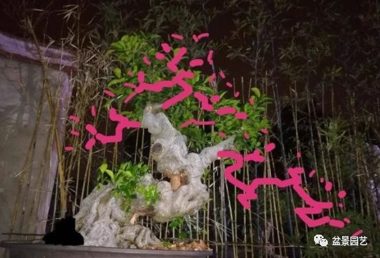 图解 老桩盆景枝条怎样调整角度技巧