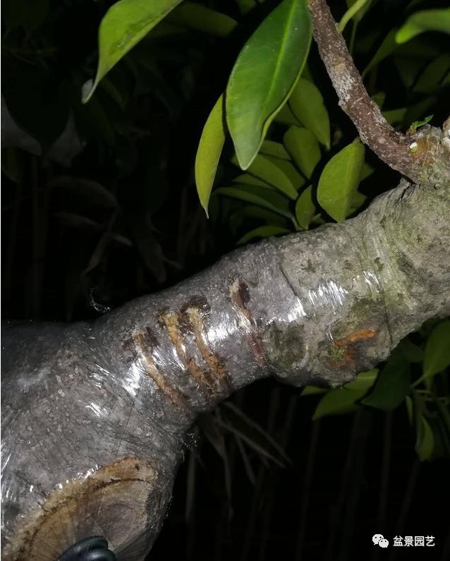 图解 老桩盆景枝条怎样调整角度技巧