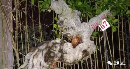 图解 老桩盆景枝条怎样调整角度技巧