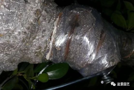 图解 盆景锯切操作的9个步骤要点