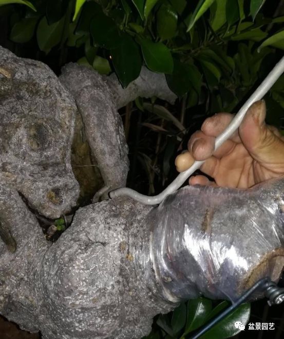 图解 盆景锯切操作的9个步骤要点