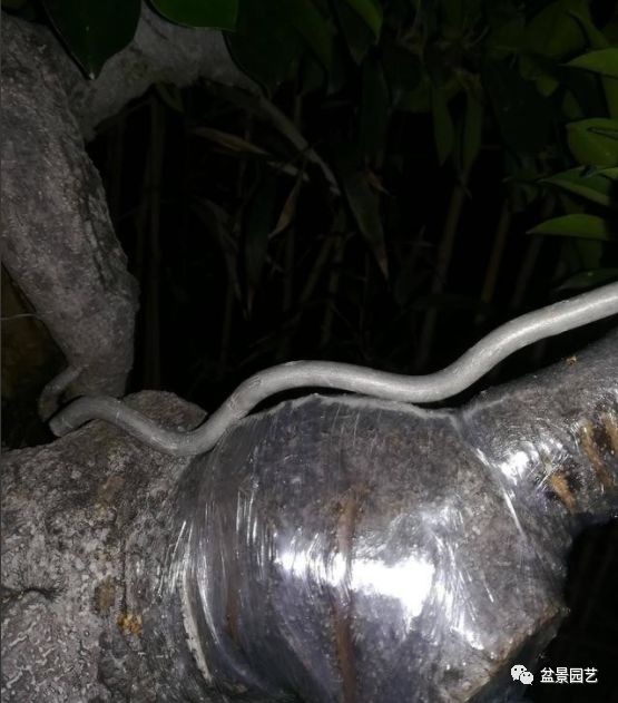 图解 盆景锯切操作的9个步骤要点