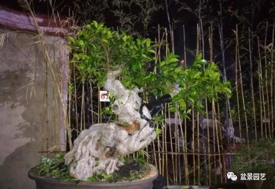 图解 盆景锯切操作的9个步骤要点