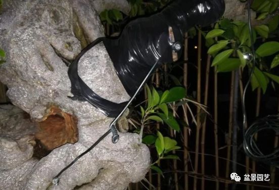 图解 盆景锯切操作的9个步骤要点