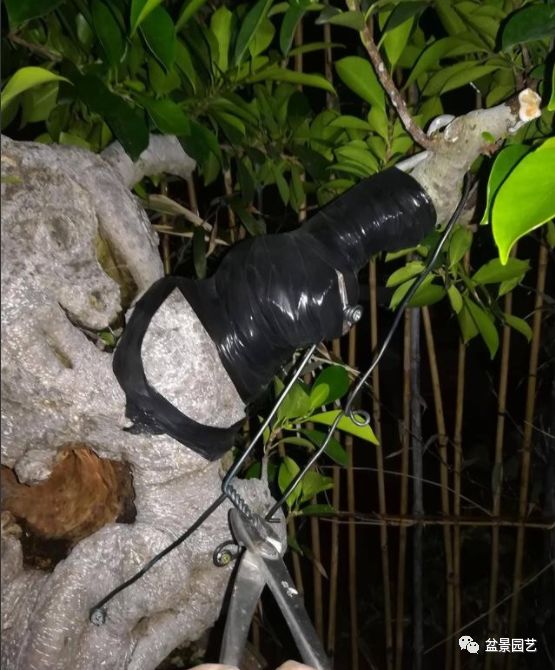 图解 盆景锯切操作的9个步骤要点