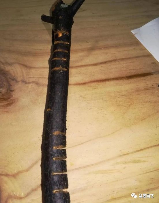 图解 盆景锯切操作的9个步骤要点