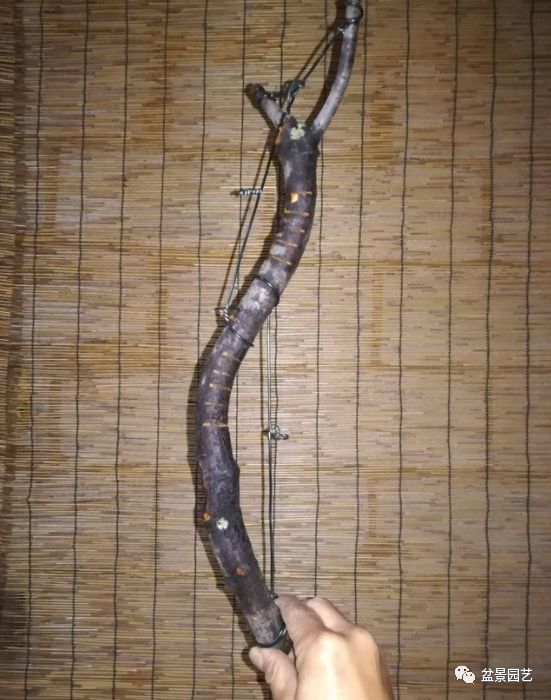 图解 盆景锯切操作的9个步骤要点