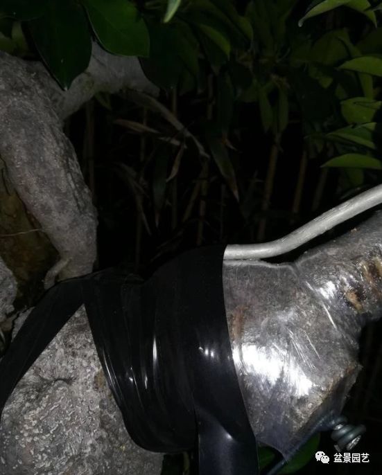 图解 盆景锯切操作的9个步骤要点