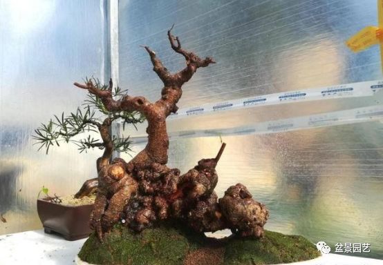 图解 盆景锯切操作的9个步骤要点
