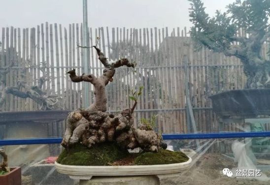 图解 盆景锯切操作的9个步骤要点