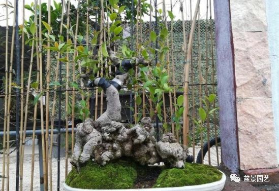 图解 盆景锯切操作的9个步骤要点