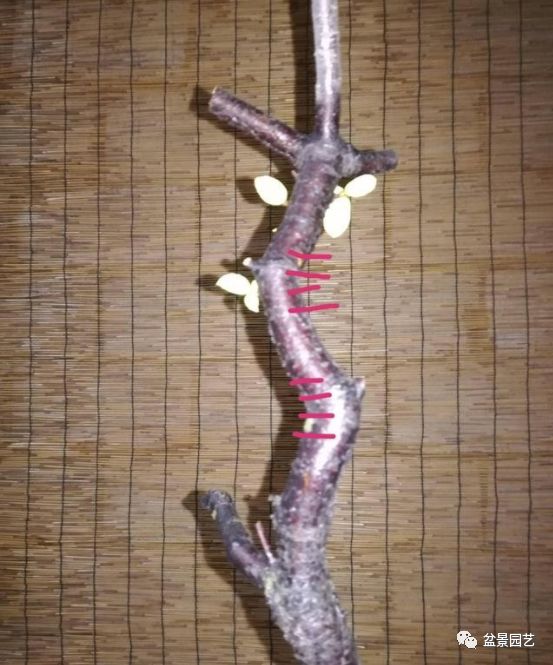 图解 盆景锯切操作的9个步骤要点