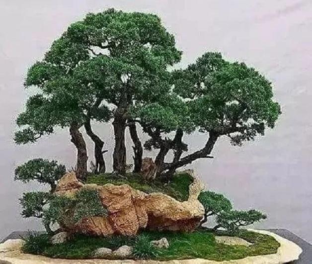 盆景土上的苔藓是怎么制作的？