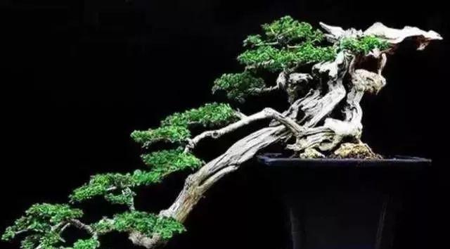 夏季盆景修剪的基本原则跟要求