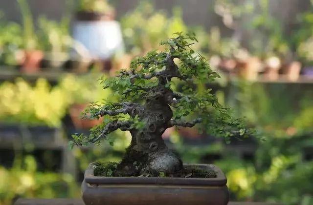 夏季盆景修剪的基本原则跟要求