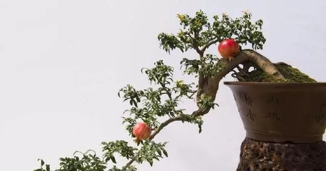  盆景不同修剪方法也不同