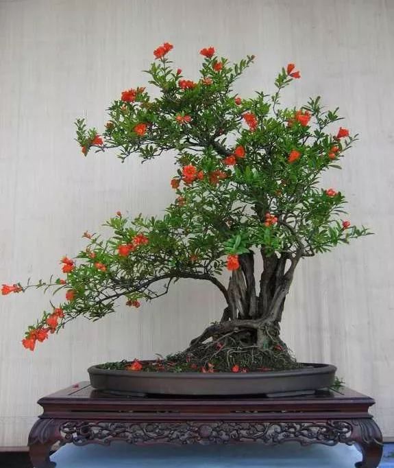 制作石榴盆景的3个小技巧