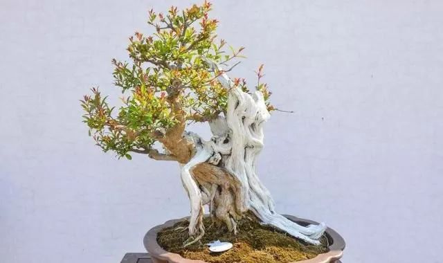 制作石榴盆景的3个小技巧