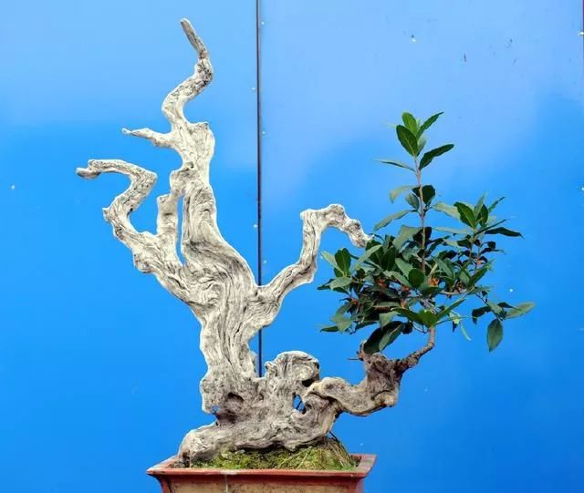 教你如何制作一盆精品桂花盆景?4个步骤