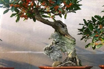 教你如何制作一盆精品桂花盆景？4个步骤