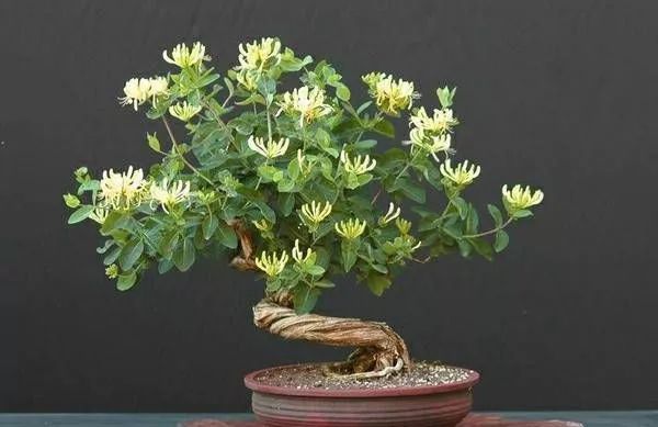 如何制作金银花盆景？有5个步骤