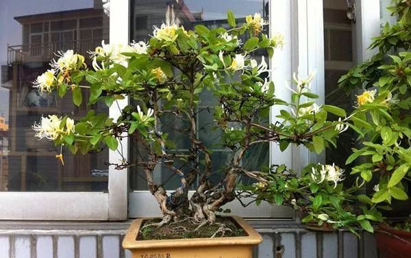如何制作金银花盆景？有5个步骤