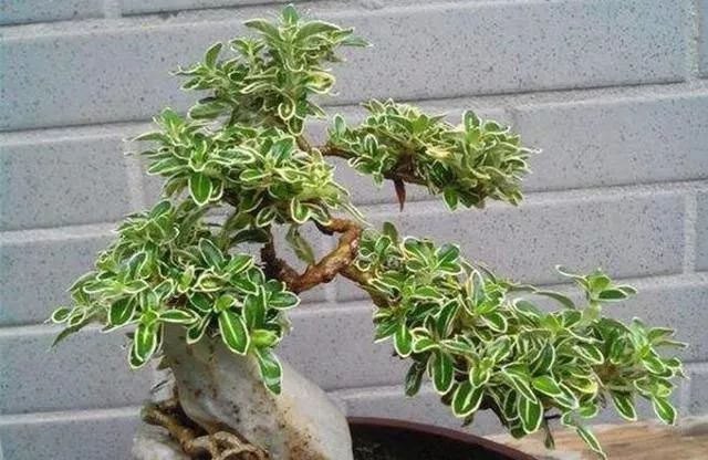 六月雪盆景的养护方法 只需这3点