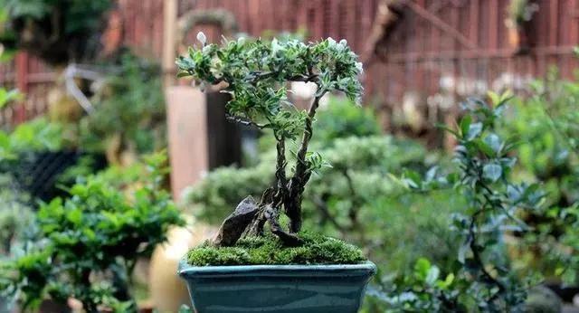 六月雪盆景的养护方法 只需这3点