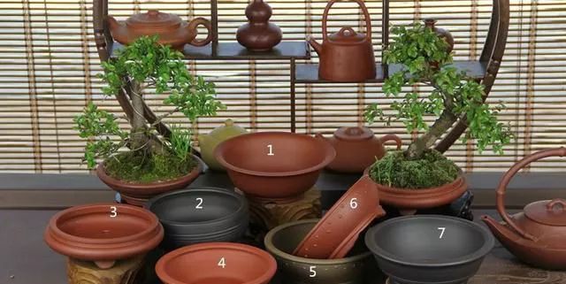 玩盆景你最该知道的配盆技巧 你都知道吗？