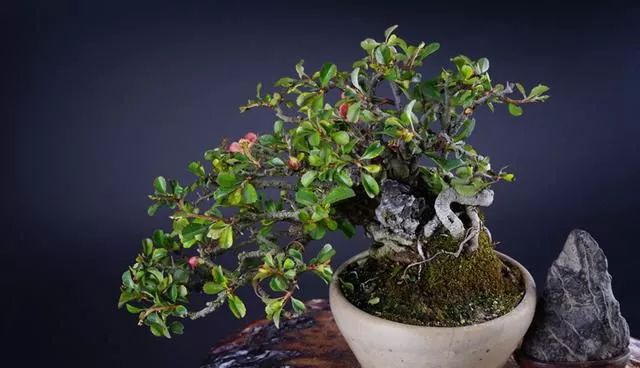 抱石盆景的制作方法跟注意事项