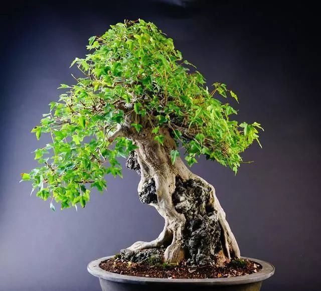 抱石盆景的制作方法跟注意事项