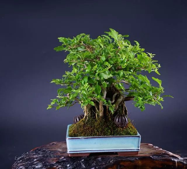 抱石盆景的制作方法跟注意事项