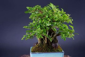 抱石盆景的制作方法跟注意事项