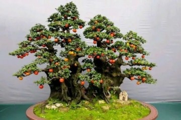 金弹子盆景的制作与养护 3个步骤