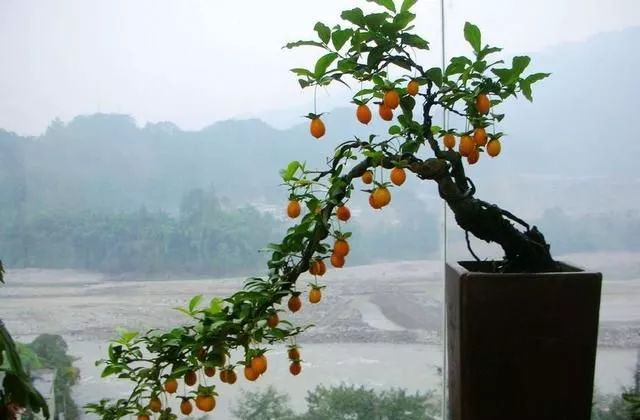 金弹子盆景的日常养护方法 主要有以下四步