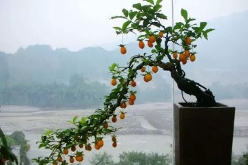 金弹子盆景的日常养护方法 主要有以下四步