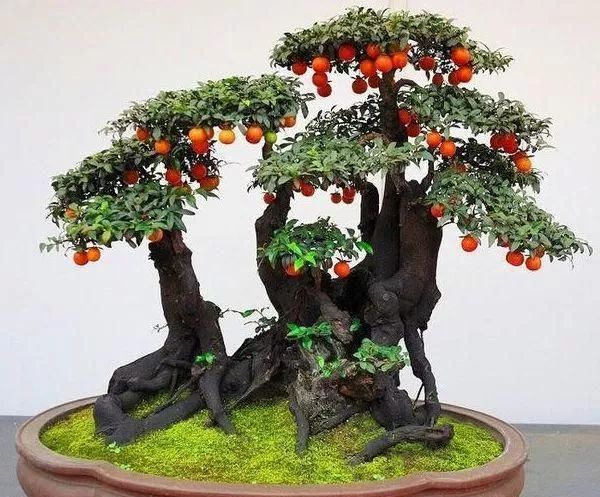 金弹子盆景的制作与养护技巧