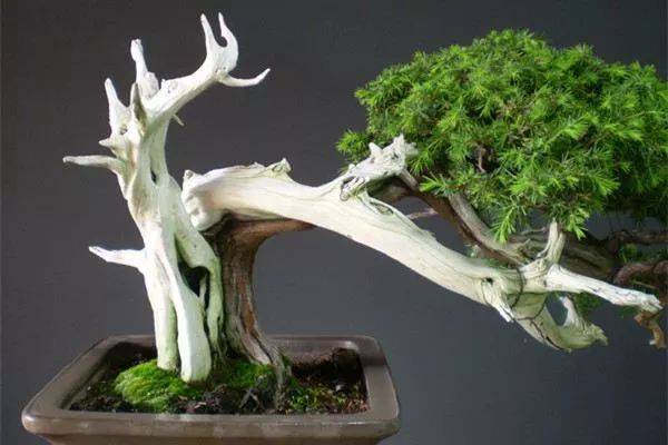 杜松盆景怎么修剪按这3个步骤