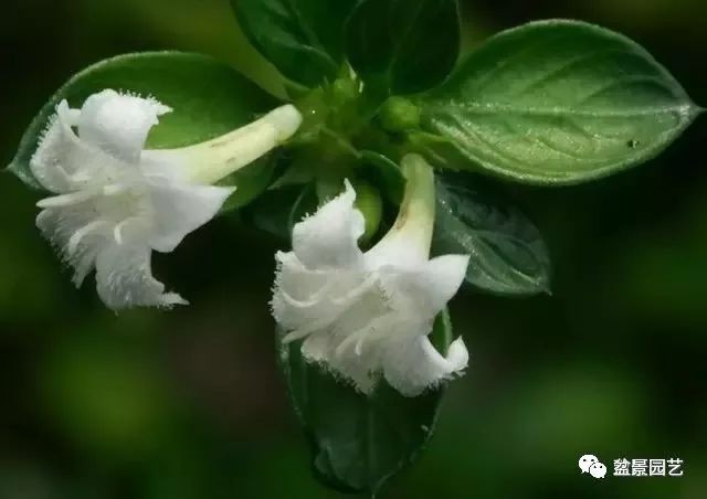 六月雪盆景制作的7个要点