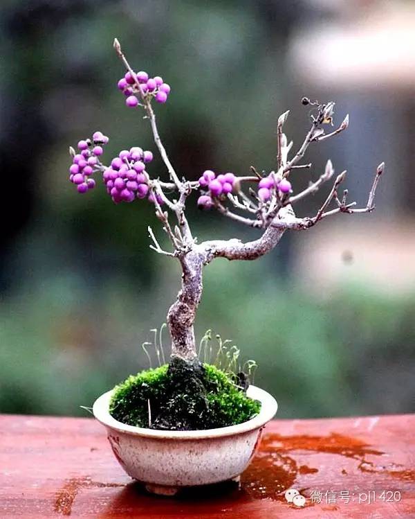 紫珠盆景的春季播种与盆景造型