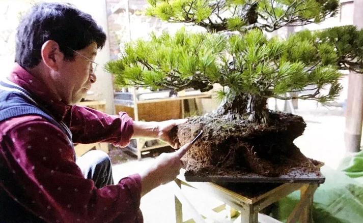 图解 家养盆景的抗衰老秘笈