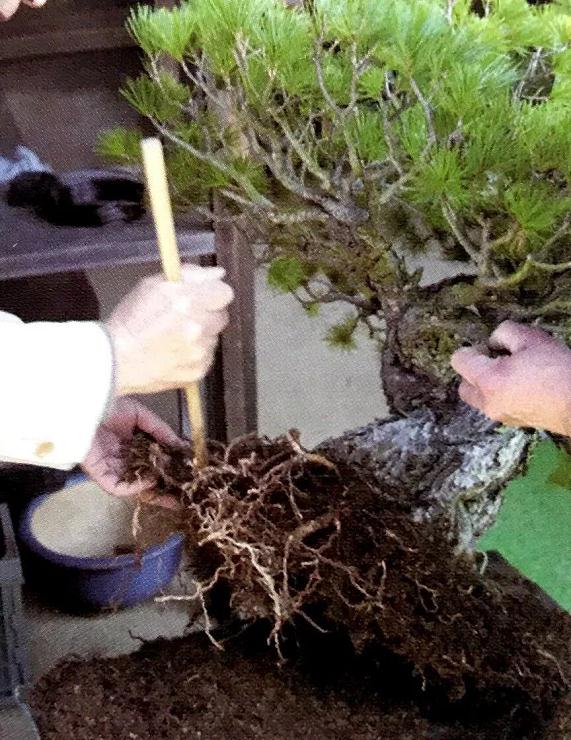 图解 家养盆景的抗衰老秘笈