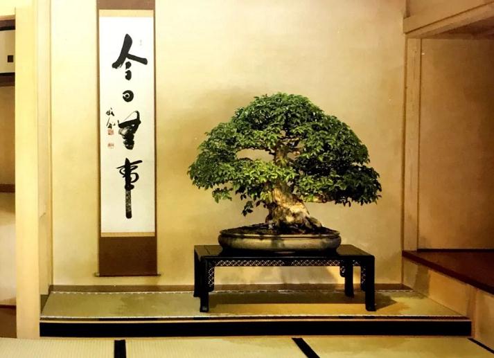 图解 家养盆景的抗衰老秘笈