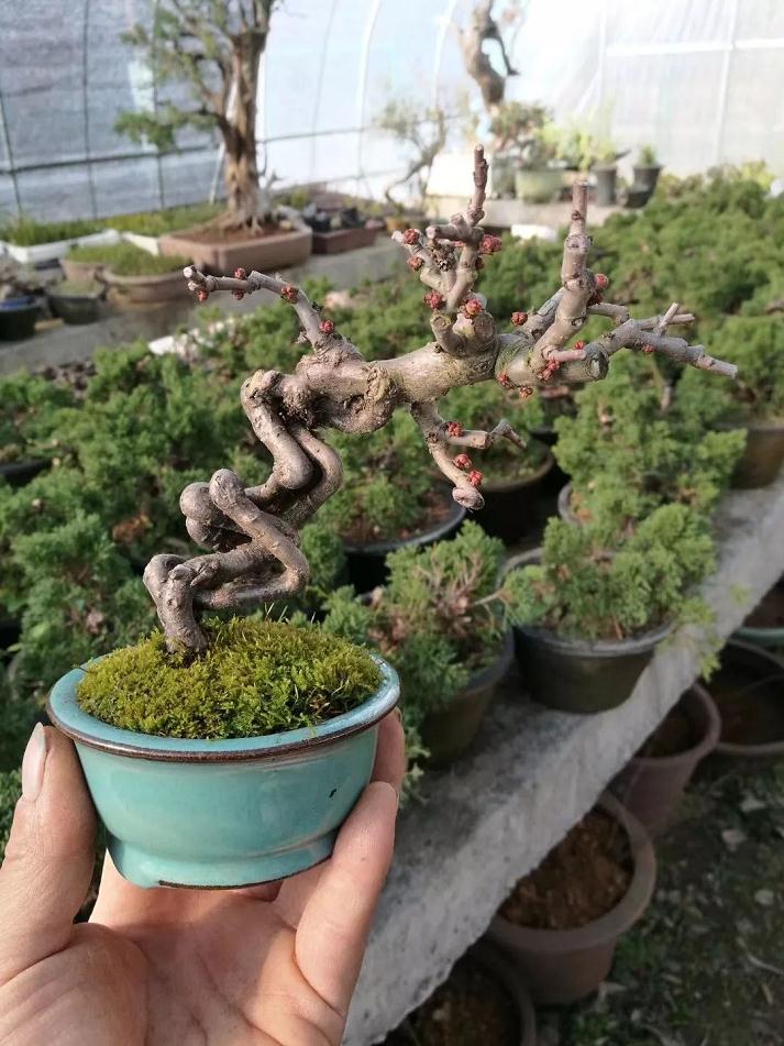 图解 家养盆景的抗衰老秘笈